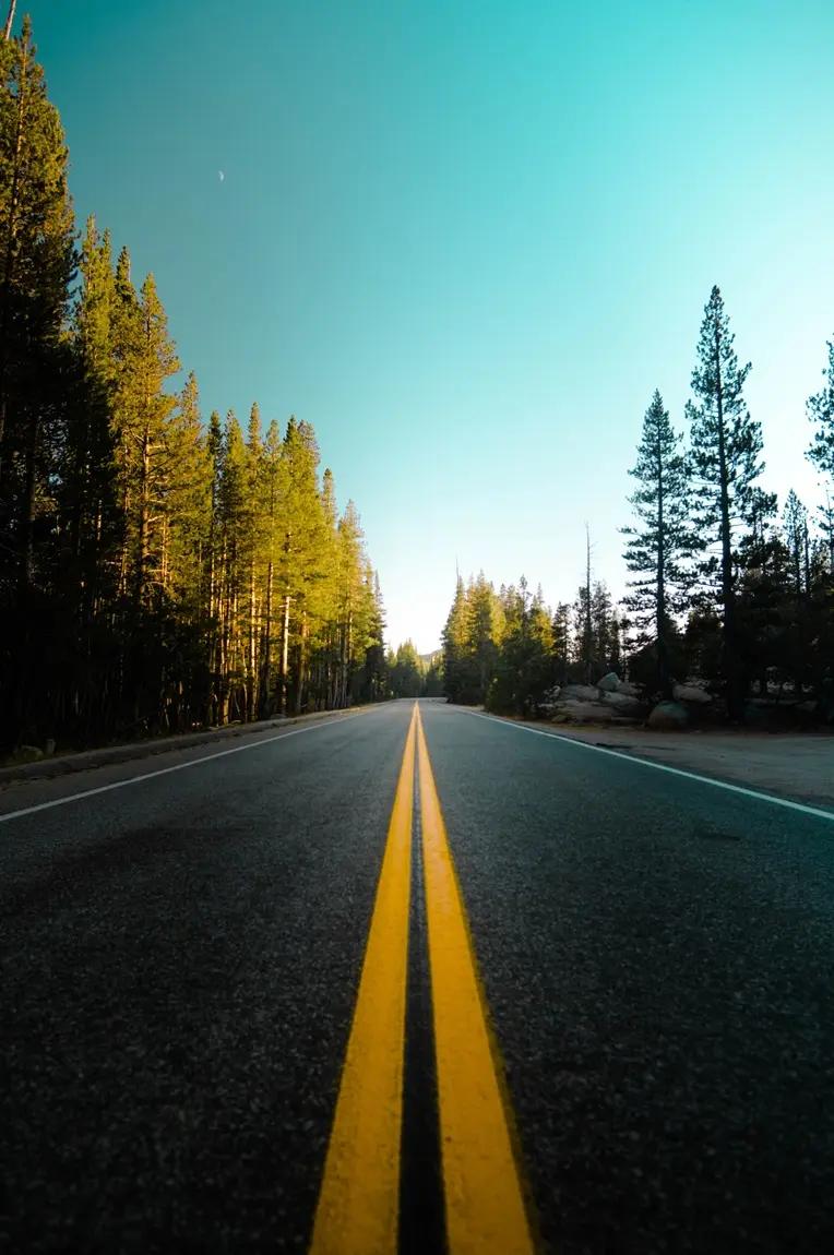 Road traveling into scenic woods